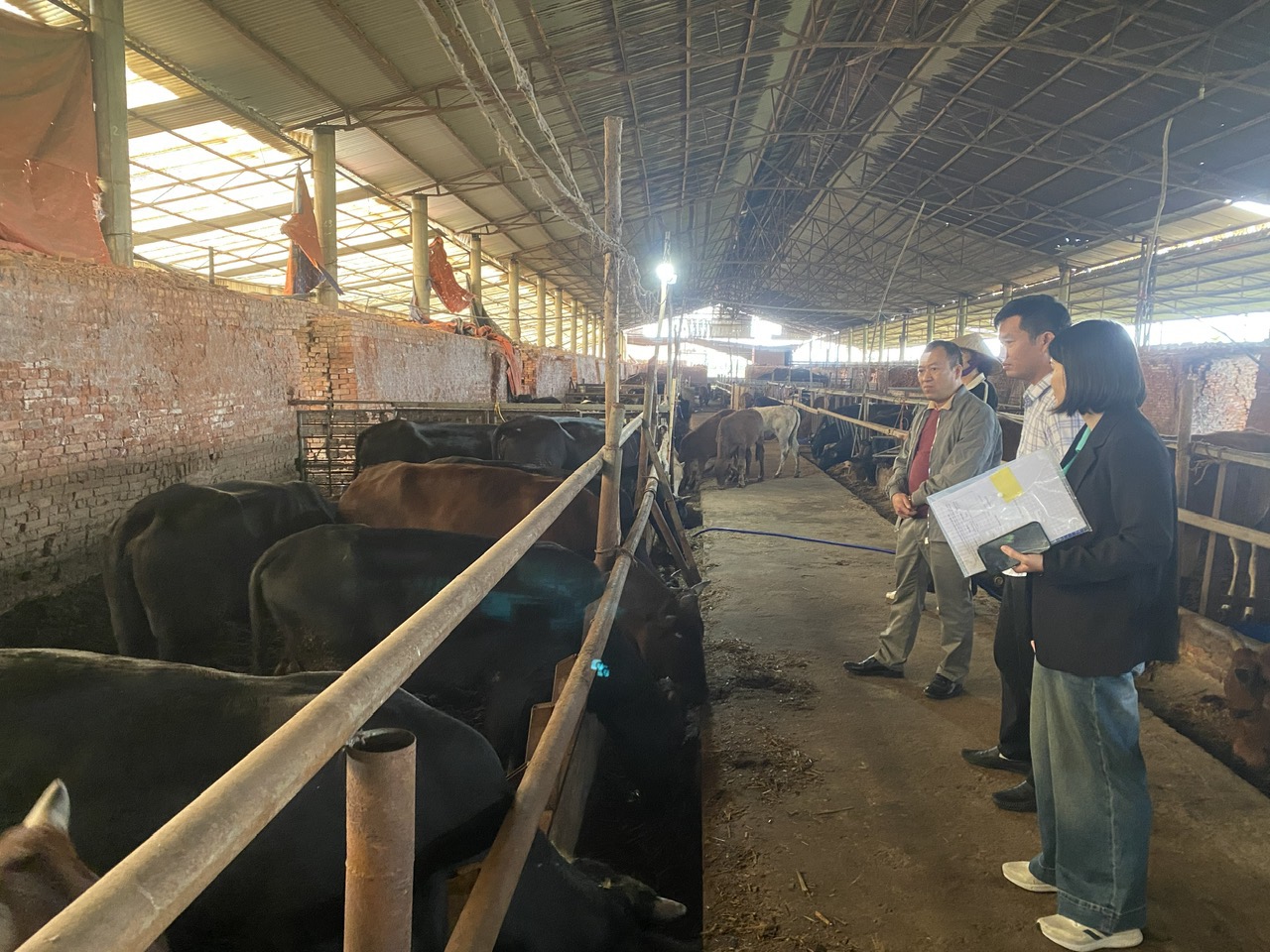 Hội thảo mô hình Chăn nuôi vỗ béo bò thịt cao sản chất lượng cao sử dụng chế phẩm sinh học xử lý chất thải, liên kết sản xuất